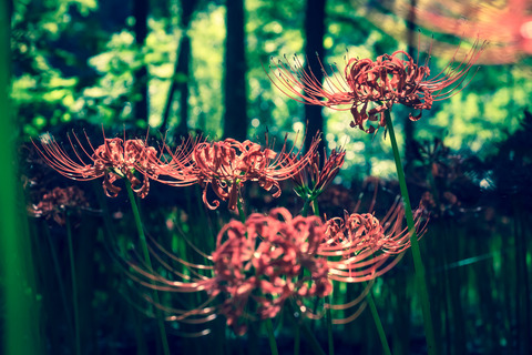 KAZ888_higanbana_TP_V