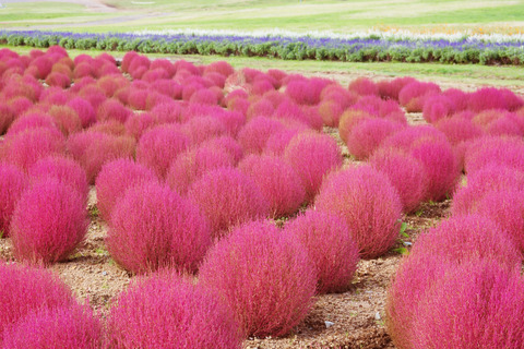 zukokiaDSC_5821_TP_V