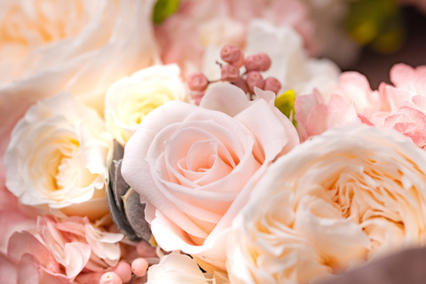 flower420158_TP_V