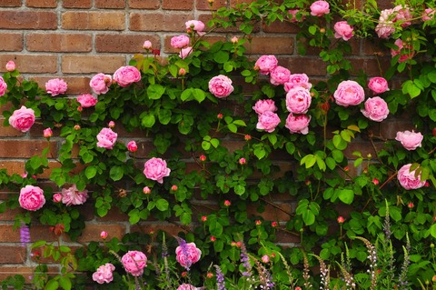 PP_kuraimingurose_TP_V