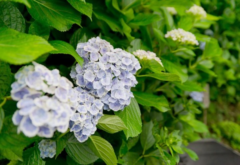 N684_oteranoajisai_TP_V