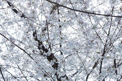 JS745_sakuratoshiro_TP_V