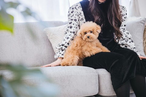 kotetsuPAR510221973_TP_V