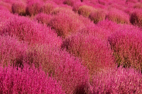 zukokiaDSC_5765_TP_V