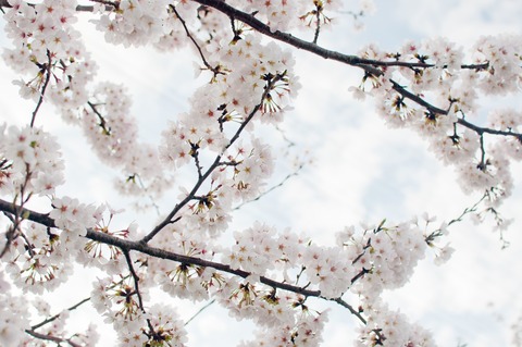 ELL92_soranisakusomeiyoshino20130328_TP_V