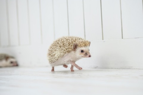 KAZUHIRO171013040_TP_V4