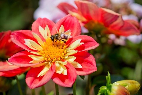 NS525_mituwosuuhati_TP_V