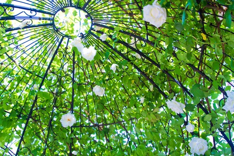 27NJ_archnonakanoshiroibara_TP_V