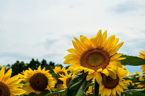 OHT96_genkihimawari_TP_V