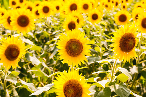 ELFAhimawariIMG_7129_TP_V