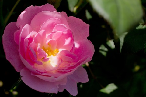 NS525_higaatarupinknobara_TP_V