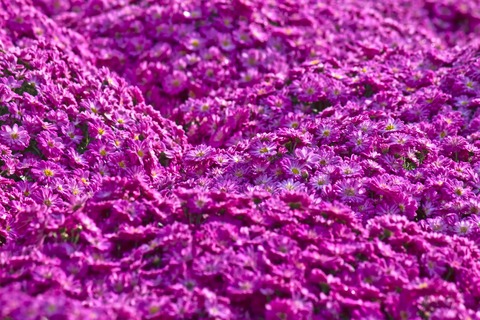 PPH_murasakinomaikuromamukiku_TP_V