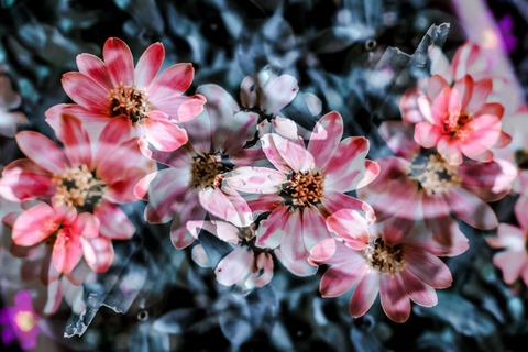 KAZ93_yureruhanabana_TP_V