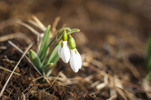 MS251_snowdrop_TP_V