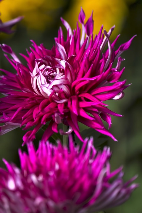 PPH_honoonoyounaedogiku_TP_V4