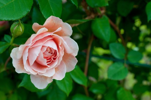 PAK25_sa-monpinknobara_TP_V