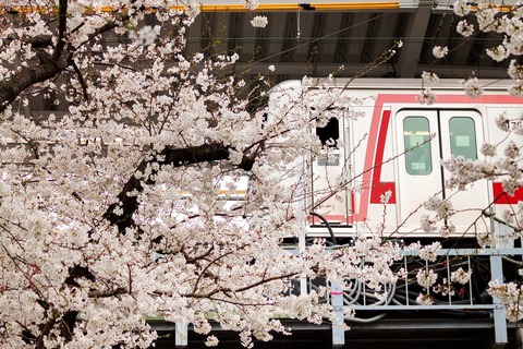 JS721_touyokosentosakura_TP_V