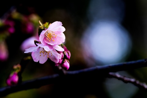 marbee0319sakura_TP_V