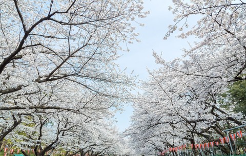 JS721_uenonosakura_TP_V