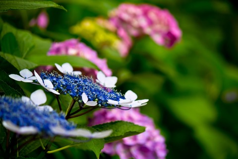 PP_gakuajisaitopinkajisai_TP_V