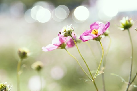 GAK88_kosumosutohikari_TP_V