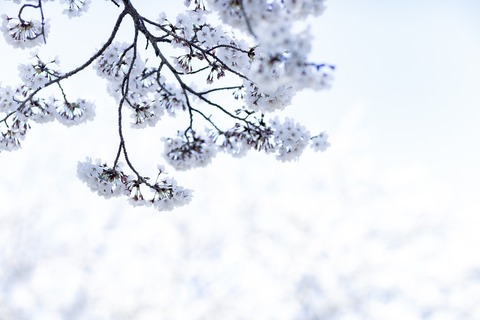 ELFA1949DSC01321_TP_V