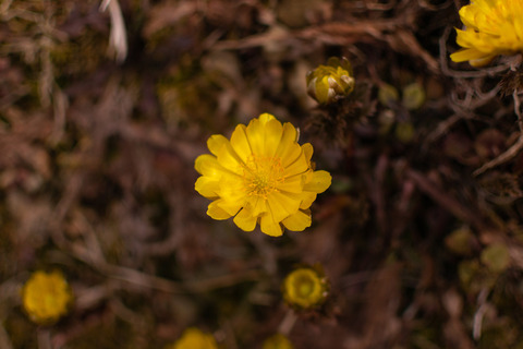 maeda3gou1929004_TP_V