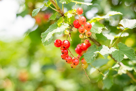 015maeda3g20418G_TP_V