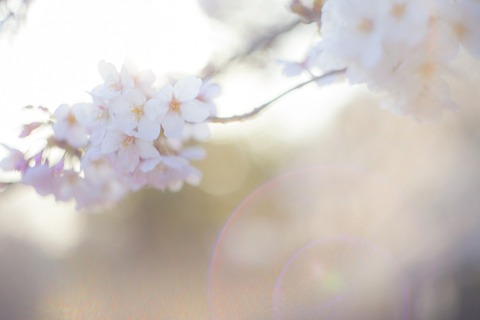 TSU85_sakurasayonara_TP_V