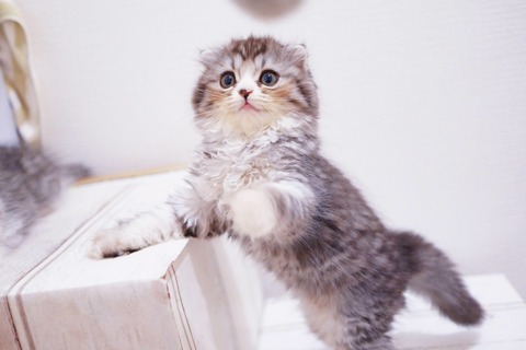 HIRA86_nekojyarasideasobu_TP_V