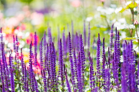 PAK56_karadonnna_TP_V