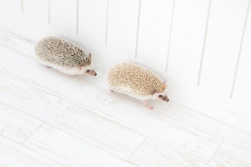ニートの義妹の面倒をみるという話を勝手に進めている夫との離婚に向けて別居中 夫から 美です ママ 寂しいよ 帰ってきて というメールが 美というのはw ガールズにちゃんまとめ ニートの義妹の面倒をみるという話を勝手に進めている夫との離婚に向けて別居中 夫から 美です ママ 寂しいよ 帰ってきて というメールが 美というのはw ガールズにちゃんまとめ