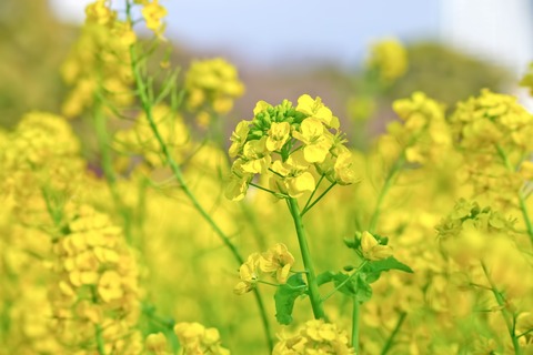 SSK_kazeniyurerunanohana_TP_V