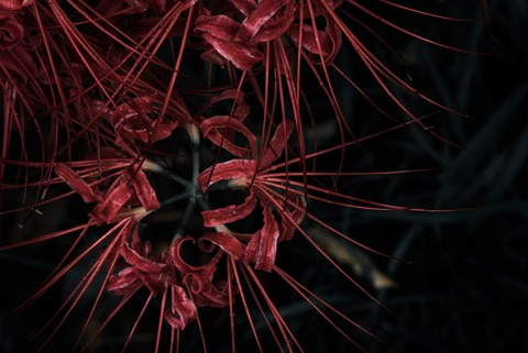 KAZ532_P1000866_TP_V