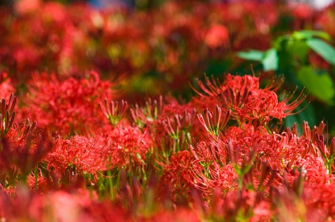 N745_gunseisuruhiganbana_1_TP_V