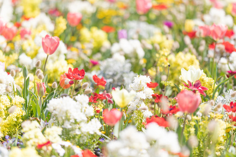 spring201943FTHG7186_TP_V