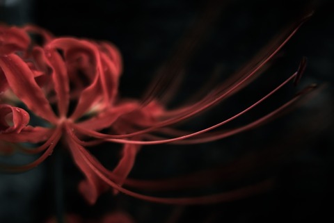 KAZ532_P1000871_TP_V