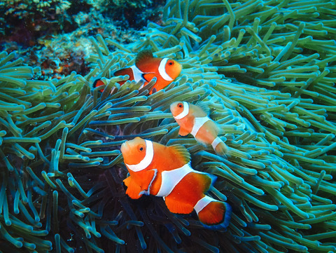 tokunoshimaP6040066_TP_V4