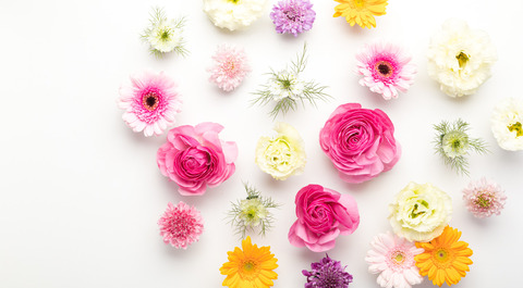 flower201261779_TP_V