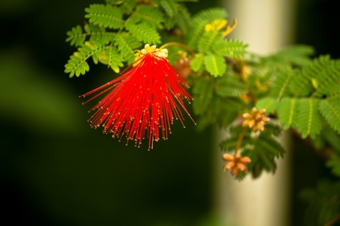 PPP_ojigisounohana_TP_V