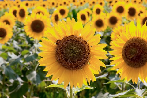 ELFA86_himawarisansan_TP_V