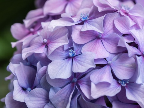 flower-4375950_1280