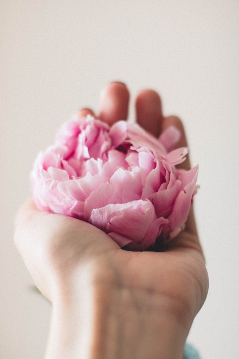 bloom-blossom-flora-1460833