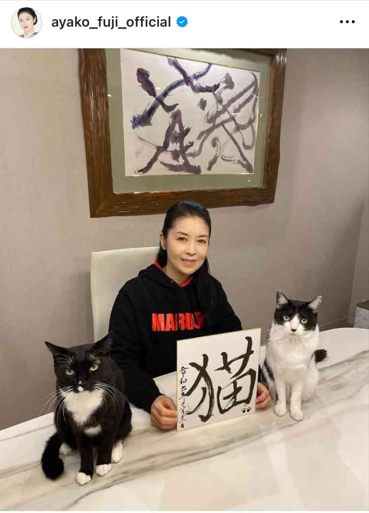 有名人の飼っている猫が見たい