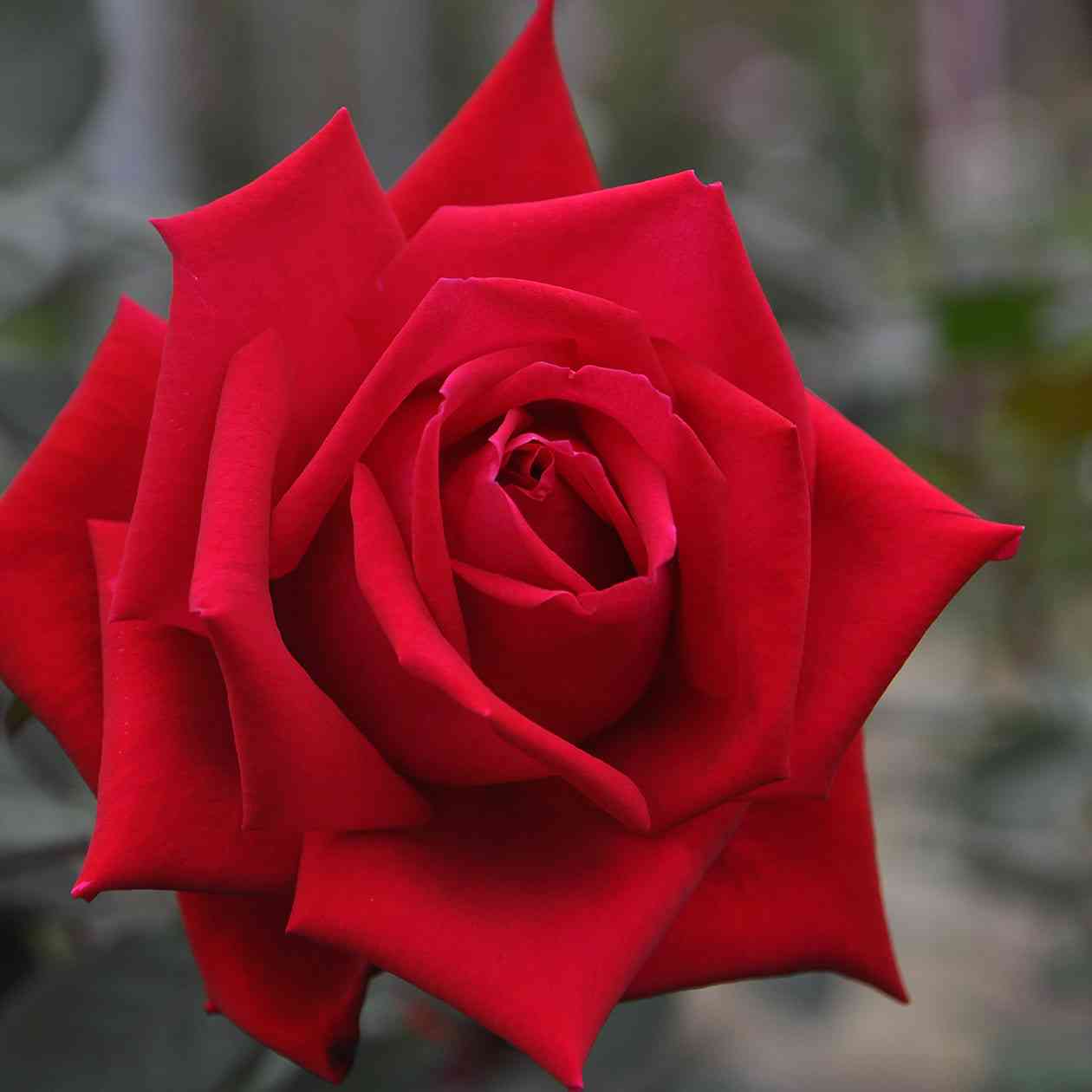 読めるけど書けない漢字を挙げてみるトピ