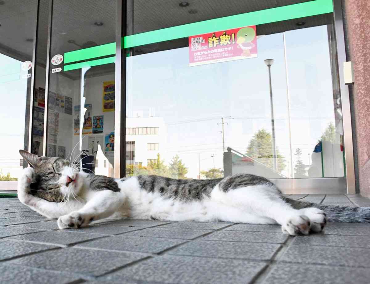 迷子のネコ、警察署に居着く　定位置は正面出入り口横、時折「建造物侵入」も　青森・弘前市