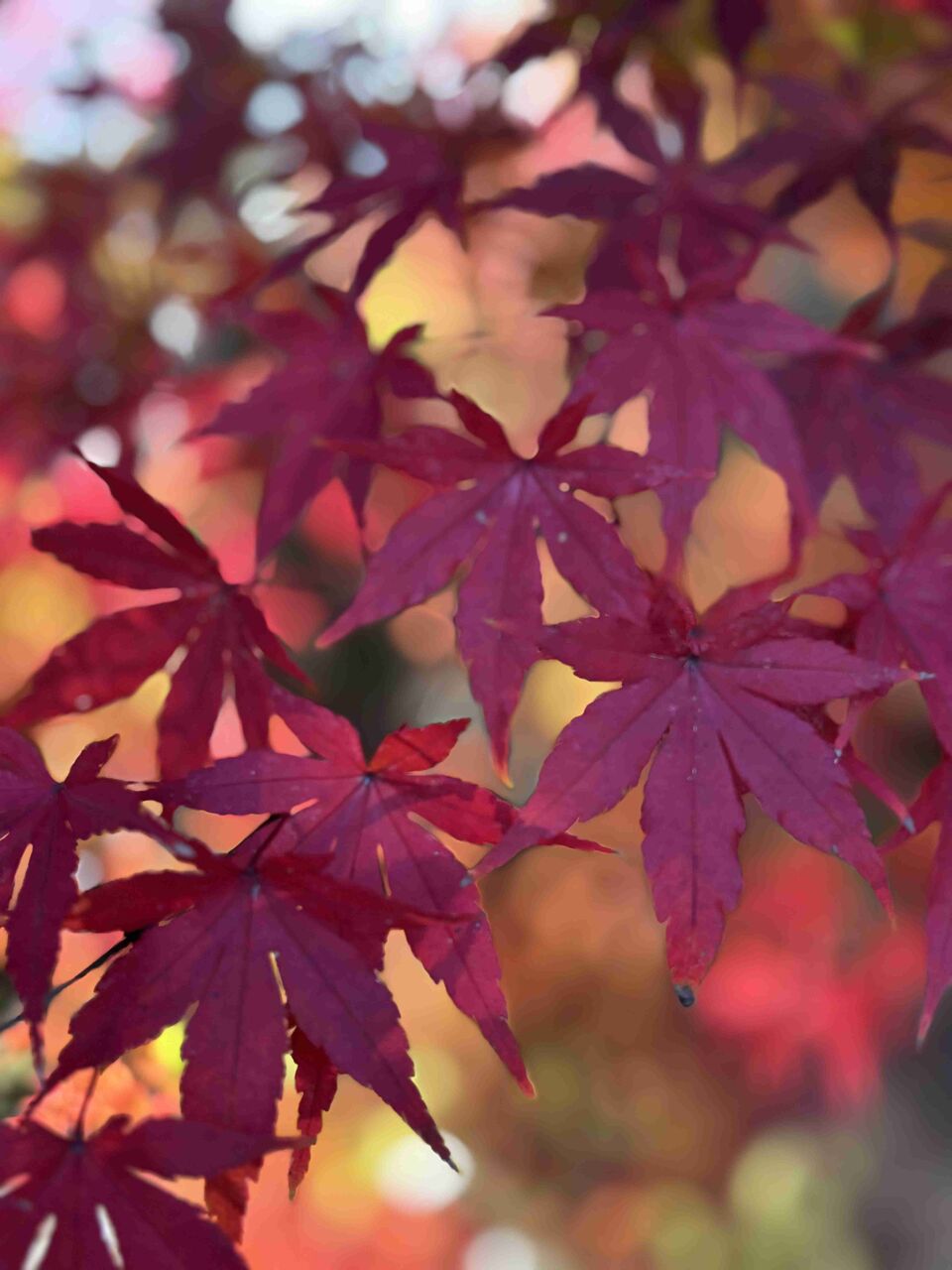 スマホでプロ並みの写真は撮れますか？