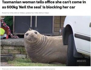 アザラシが車の前で寝ていたため職場に「遅れます」と伝えた女性（豪）