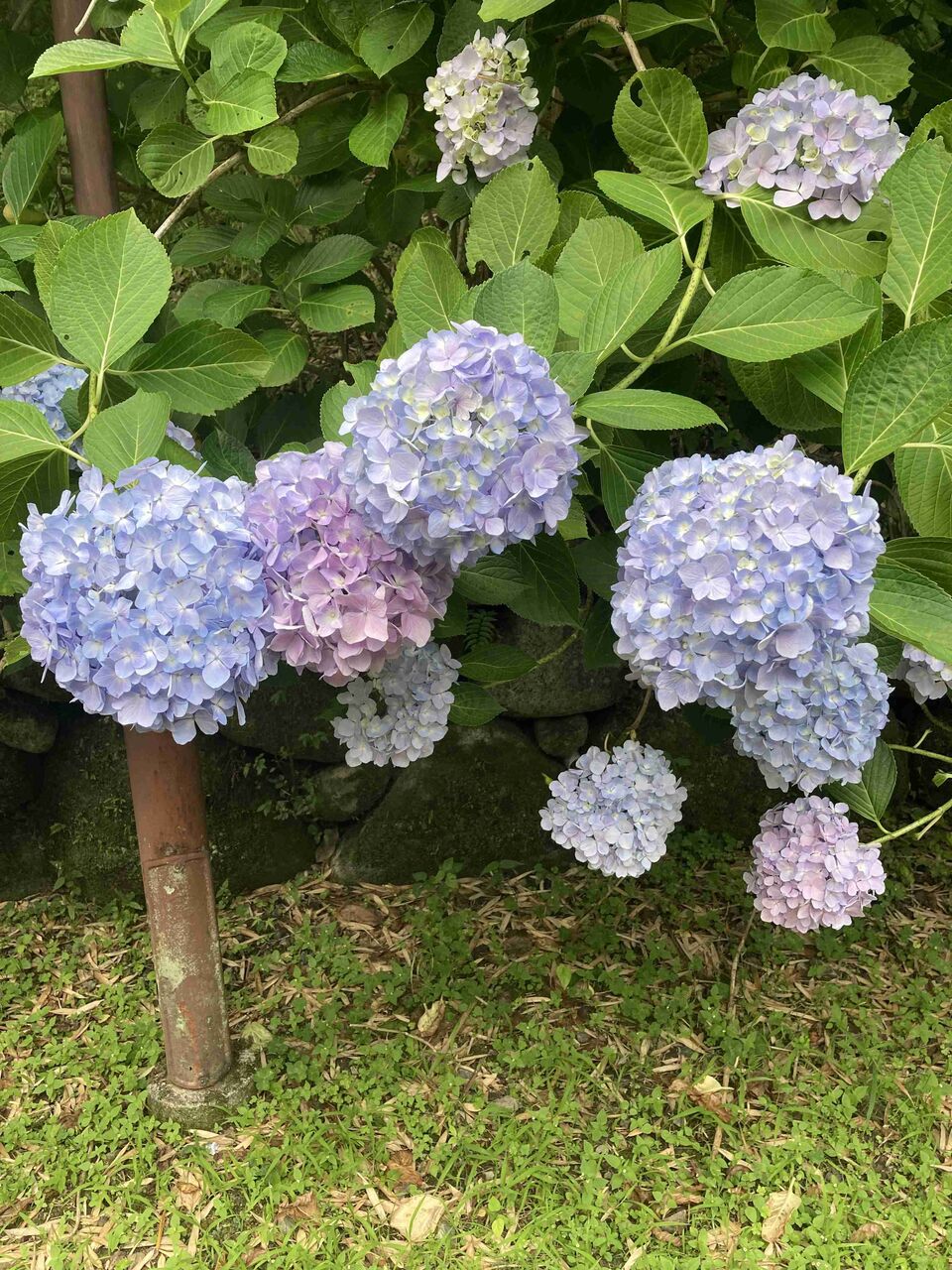 紫陽花が大好きです