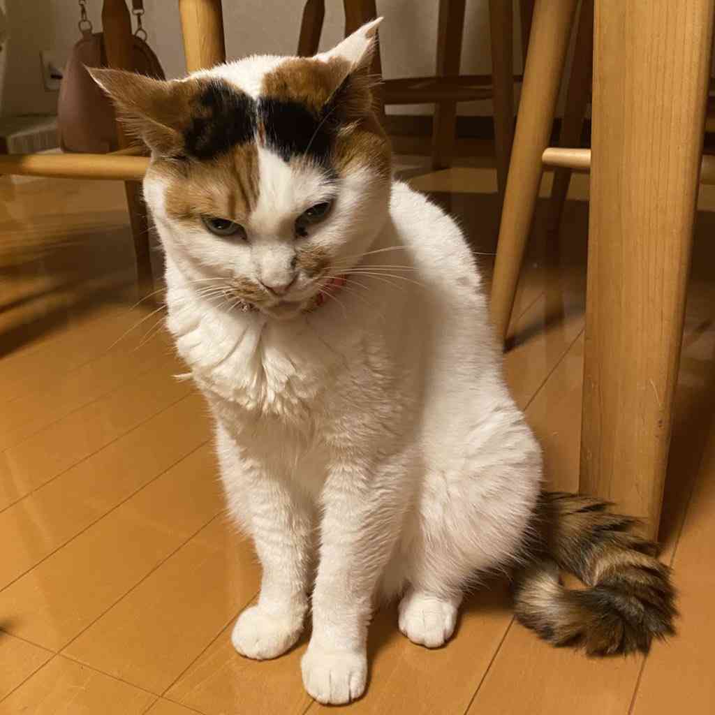 『目付きの悪い猫の画像貼ってください』さまざまな理由で猫相の悪い猫たち（ときどき飼い主さんによる状況説明）